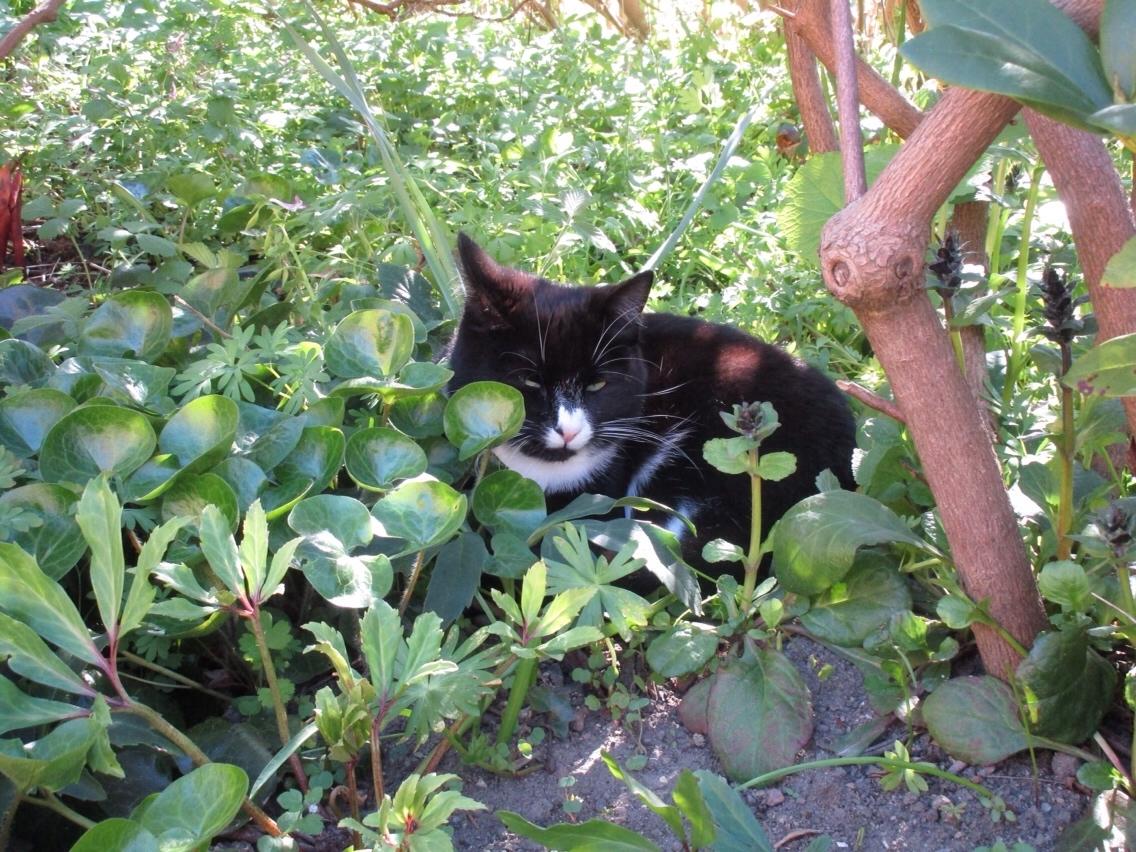 Huskat Molly - Molly elsker at tage en morfar ude i haven imellem planterne🌱 billede 5