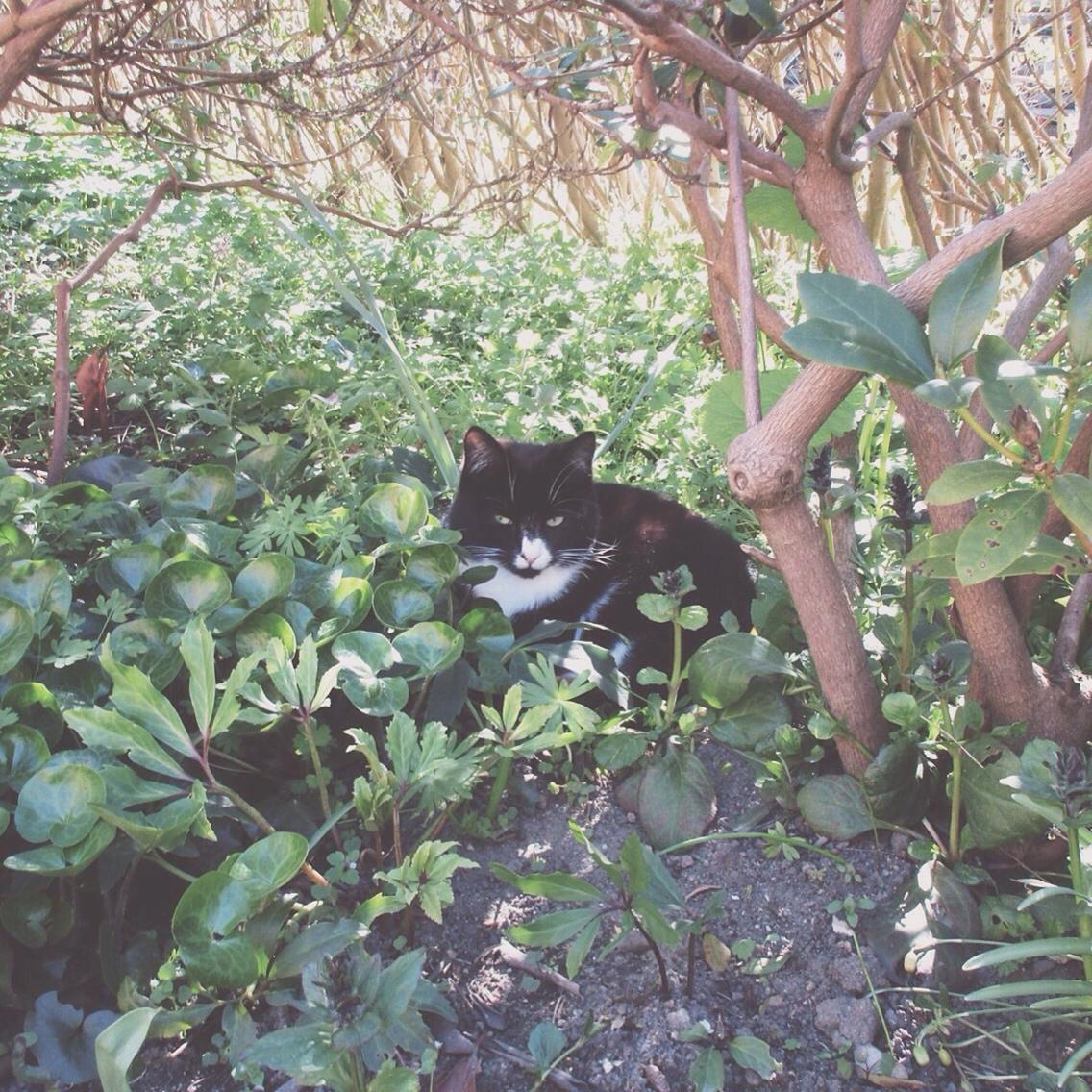 Huskat Molly billede 6