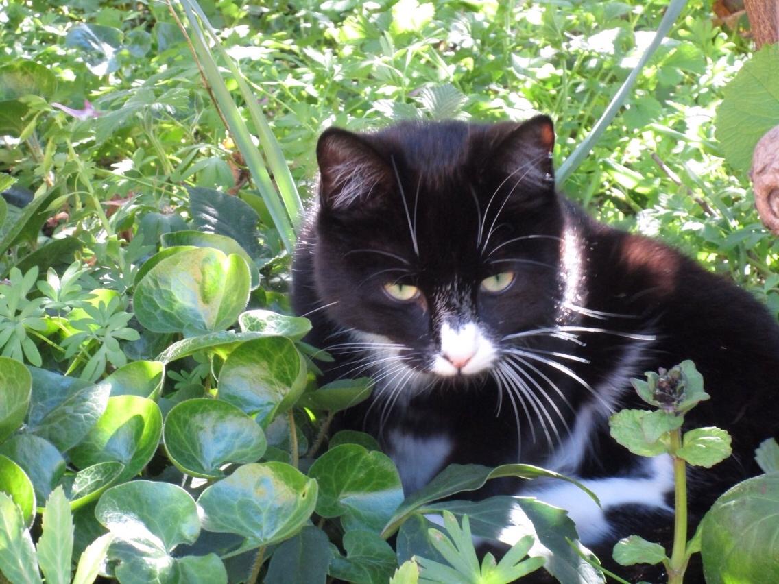 Huskat Molly billede 7