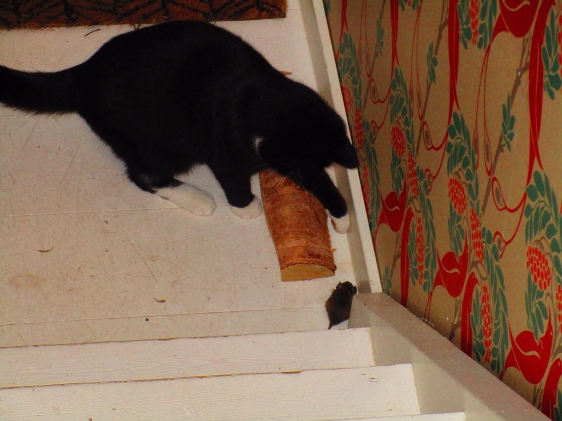 Huskat Molly - Molly har fundet lander med de mange mus. Hun har i alt fanget 6 mus 🐱🐭  billede 8