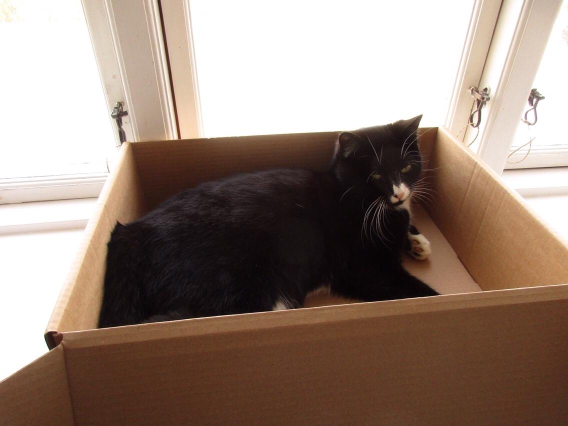 Huskat Molly billede 9