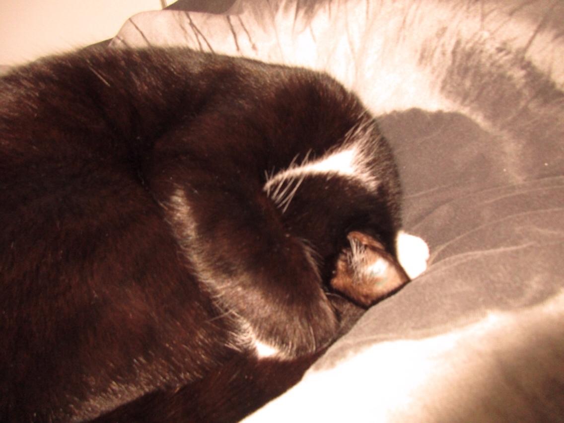 Huskat Molly billede 10