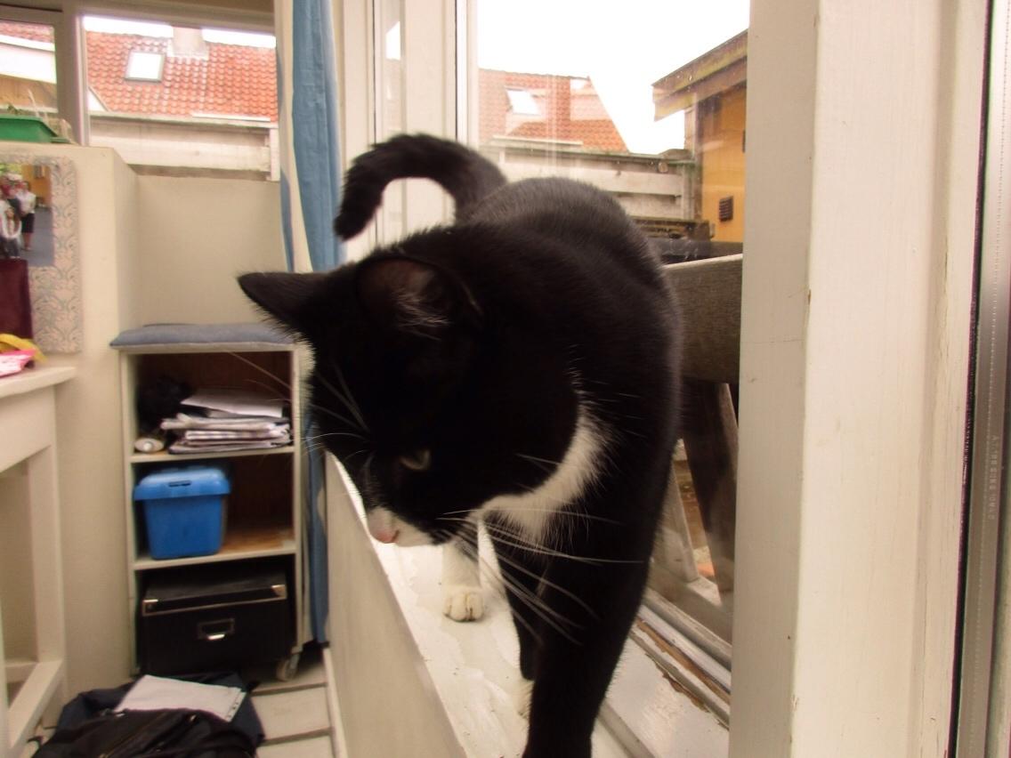 Huskat Molly billede 11