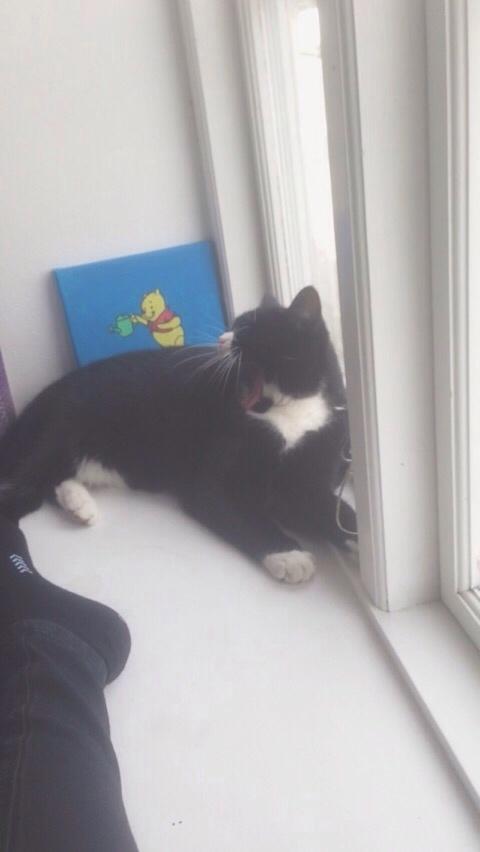 Huskat Molly billede 12