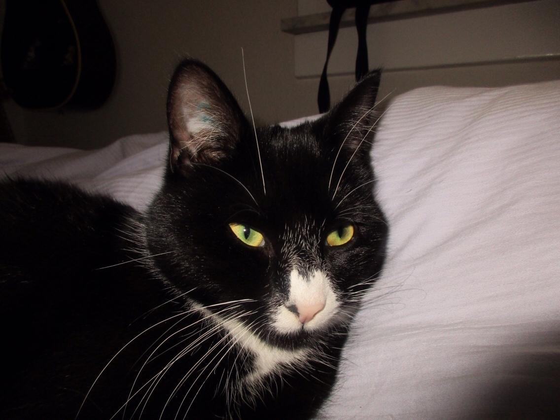 Huskat Molly billede 13