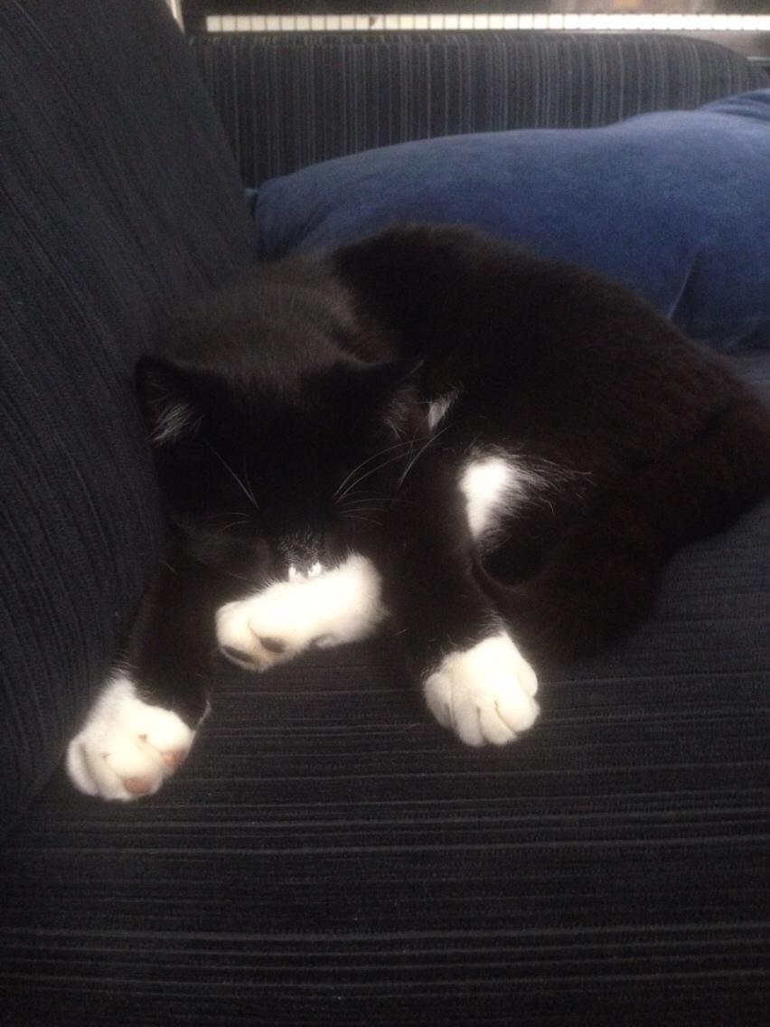 Huskat Molly - Øhm... Jah😅 billede 14