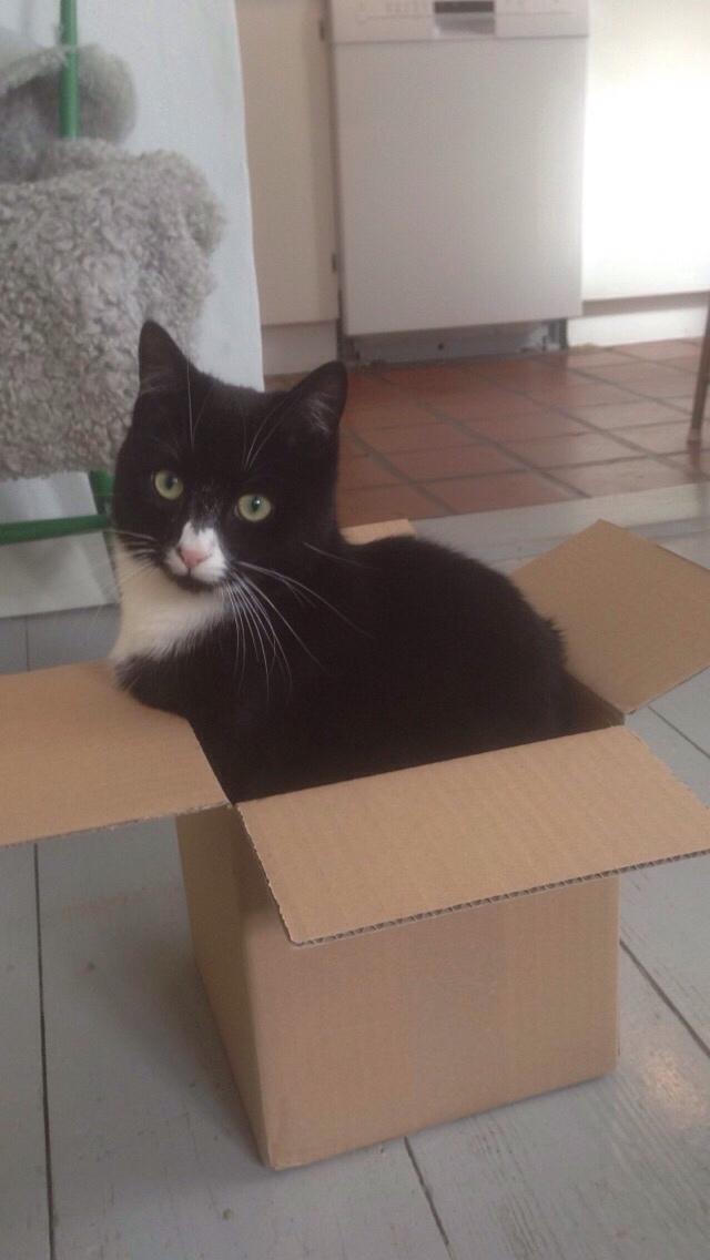 Huskat Molly - Lige meget hvor lille kassen er vil Molly ned i den😂 billede 15