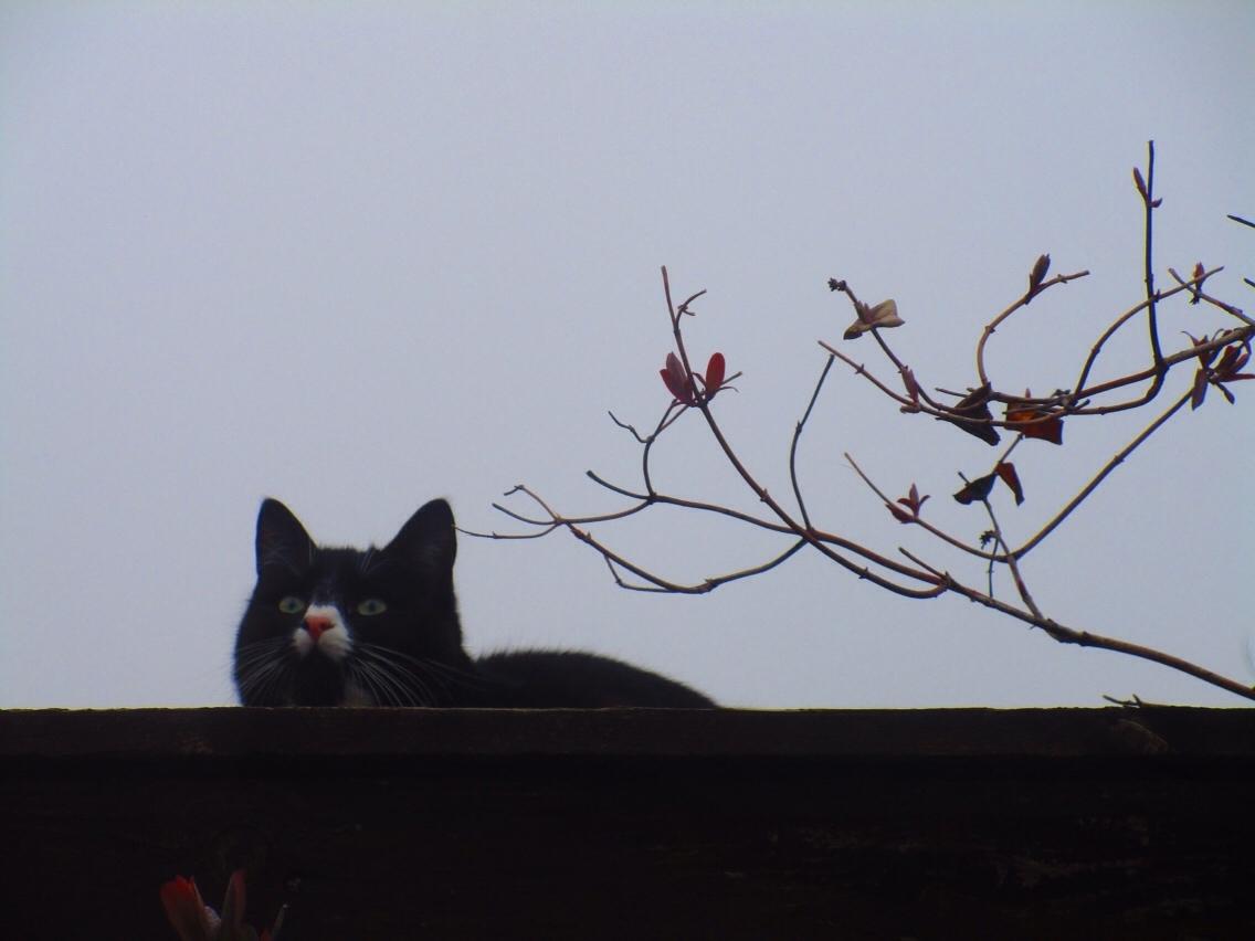 Huskat Molly billede 16