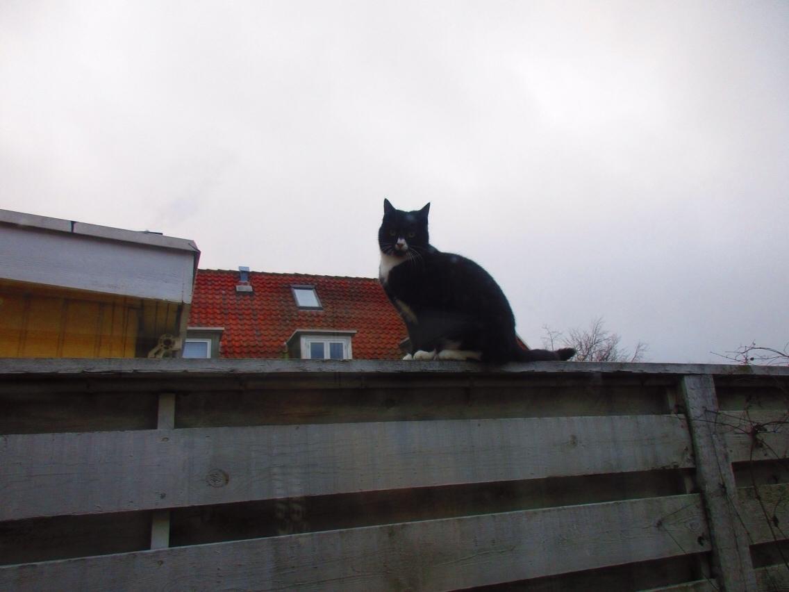 Huskat Molly billede 17