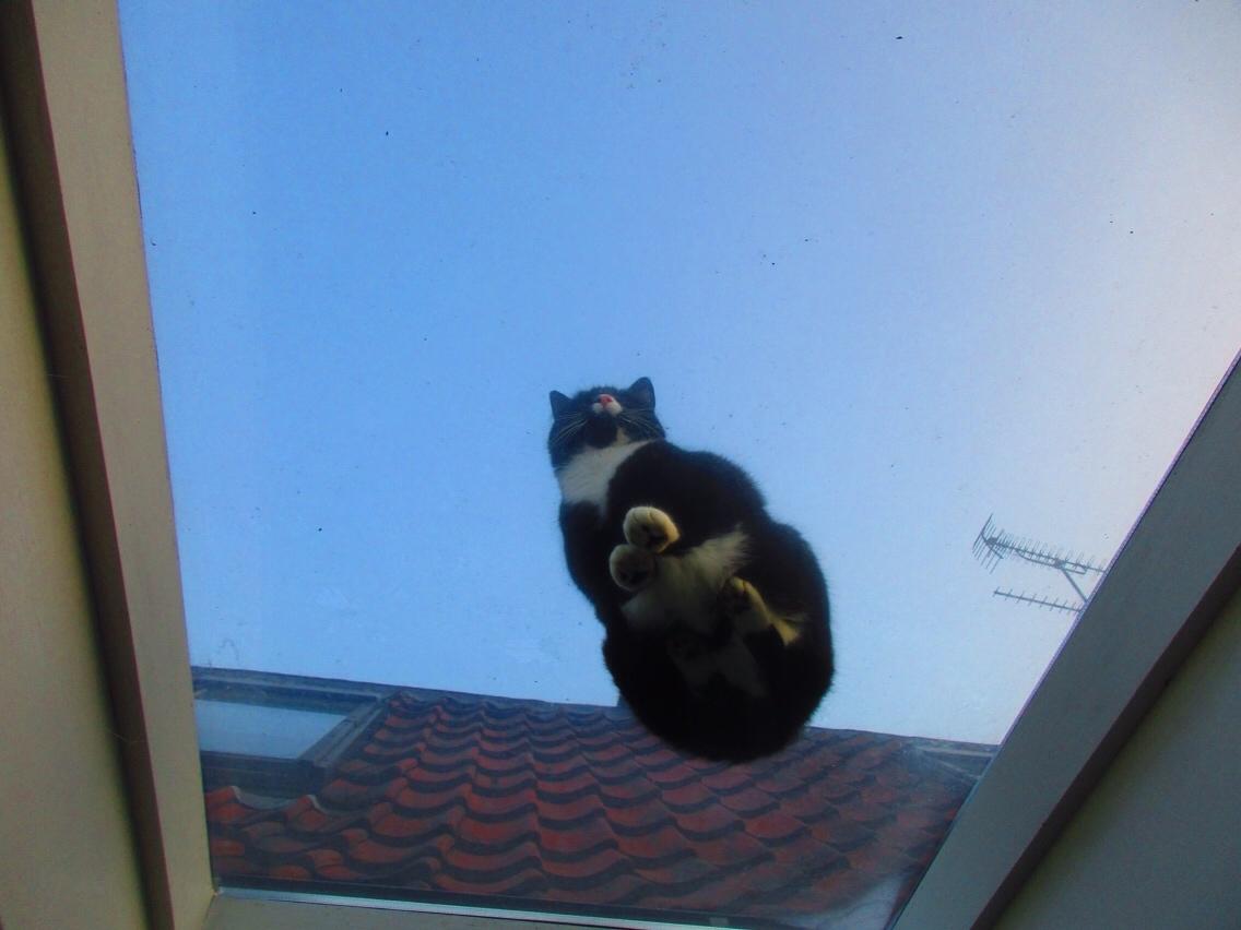 Huskat Molly - Molly nyder udsigten fra vores udestue billede 18