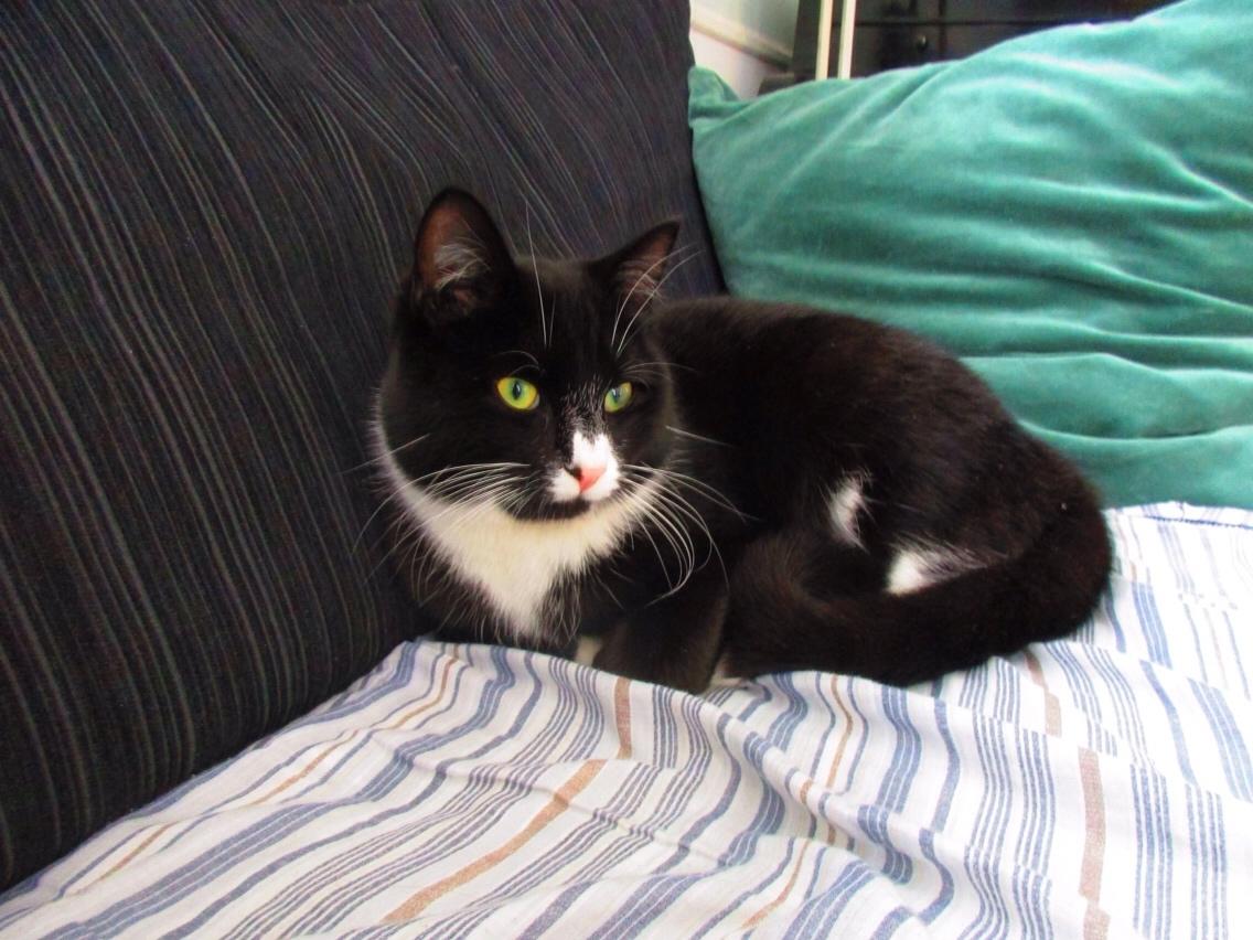 Huskat Molly billede 19