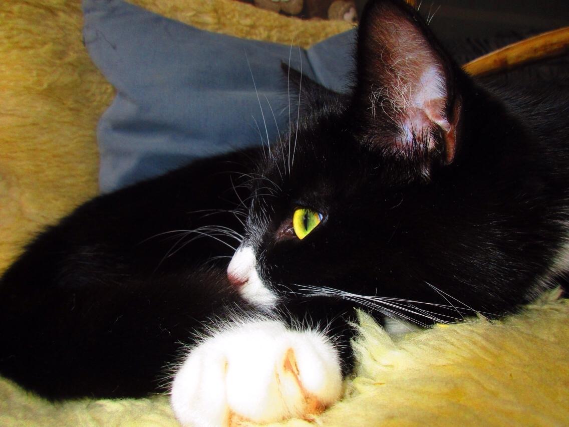 Huskat Molly billede 20