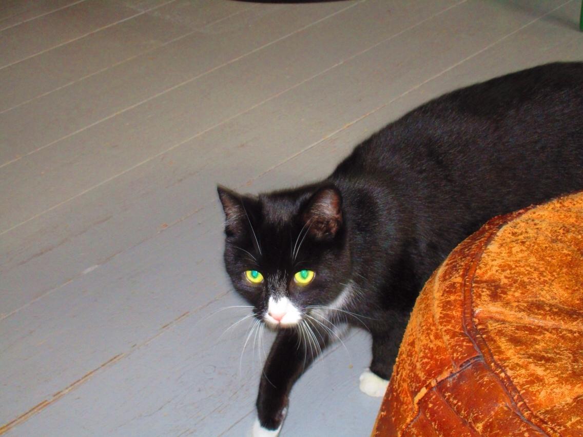 Huskat Molly billede 21