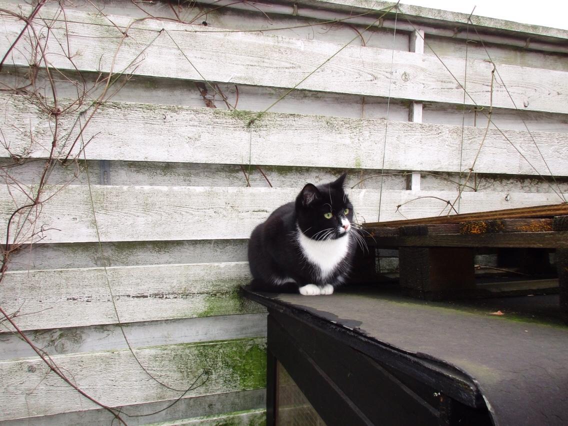 Huskat Molly billede 22