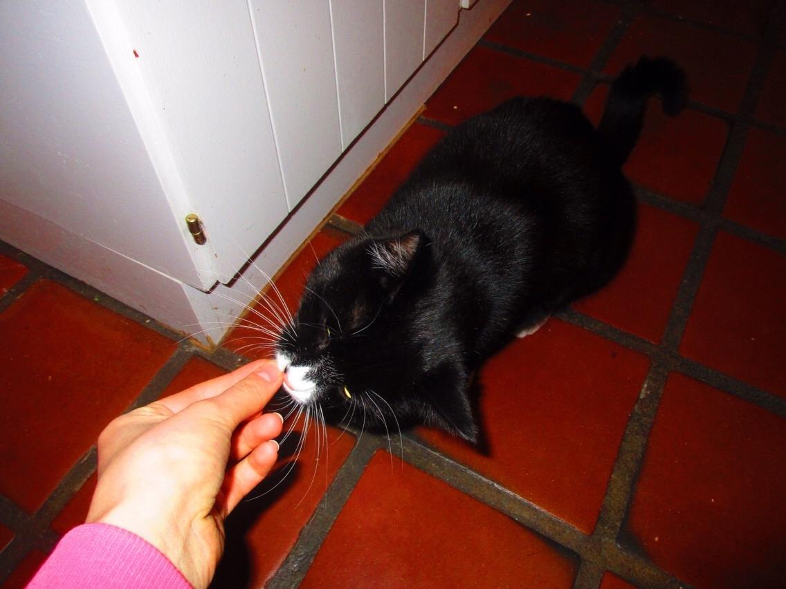 Huskat Molly billede 23