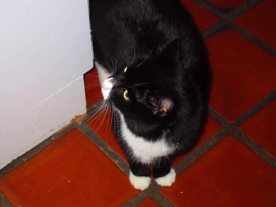 Huskat Molly billede 24