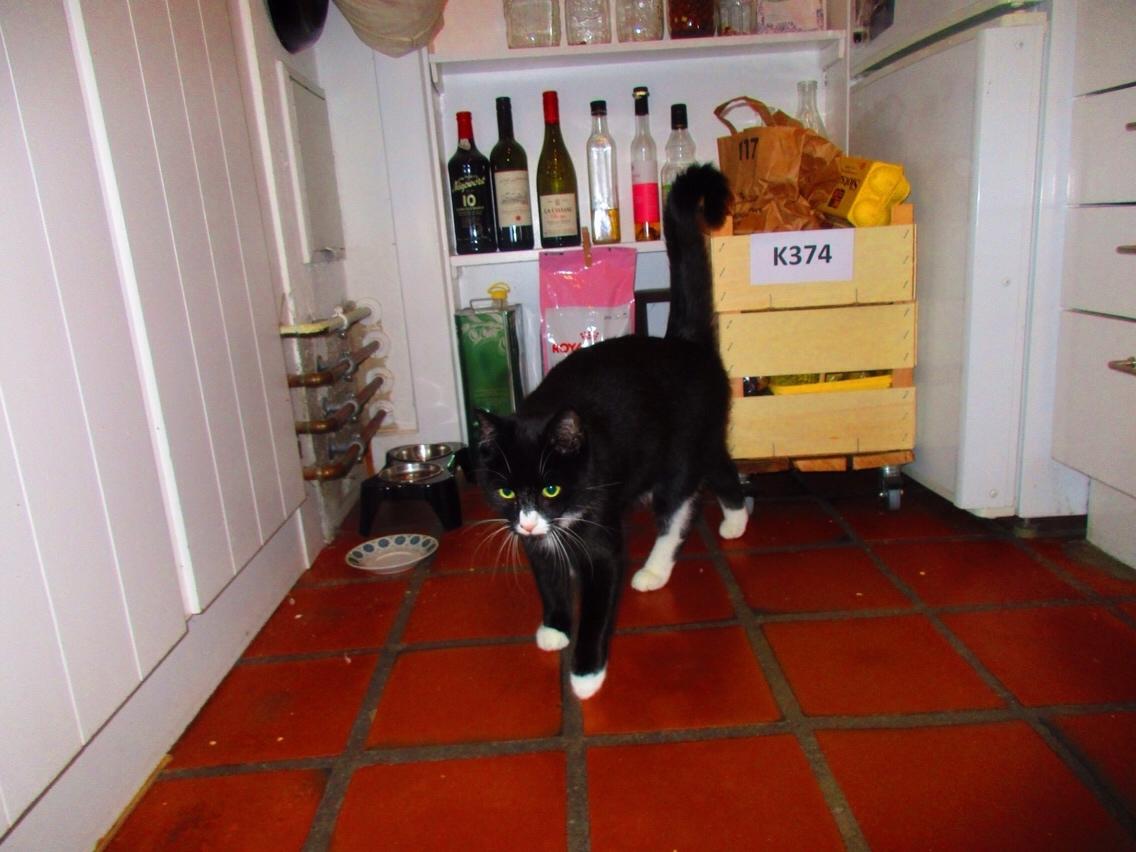 Huskat Molly billede 25