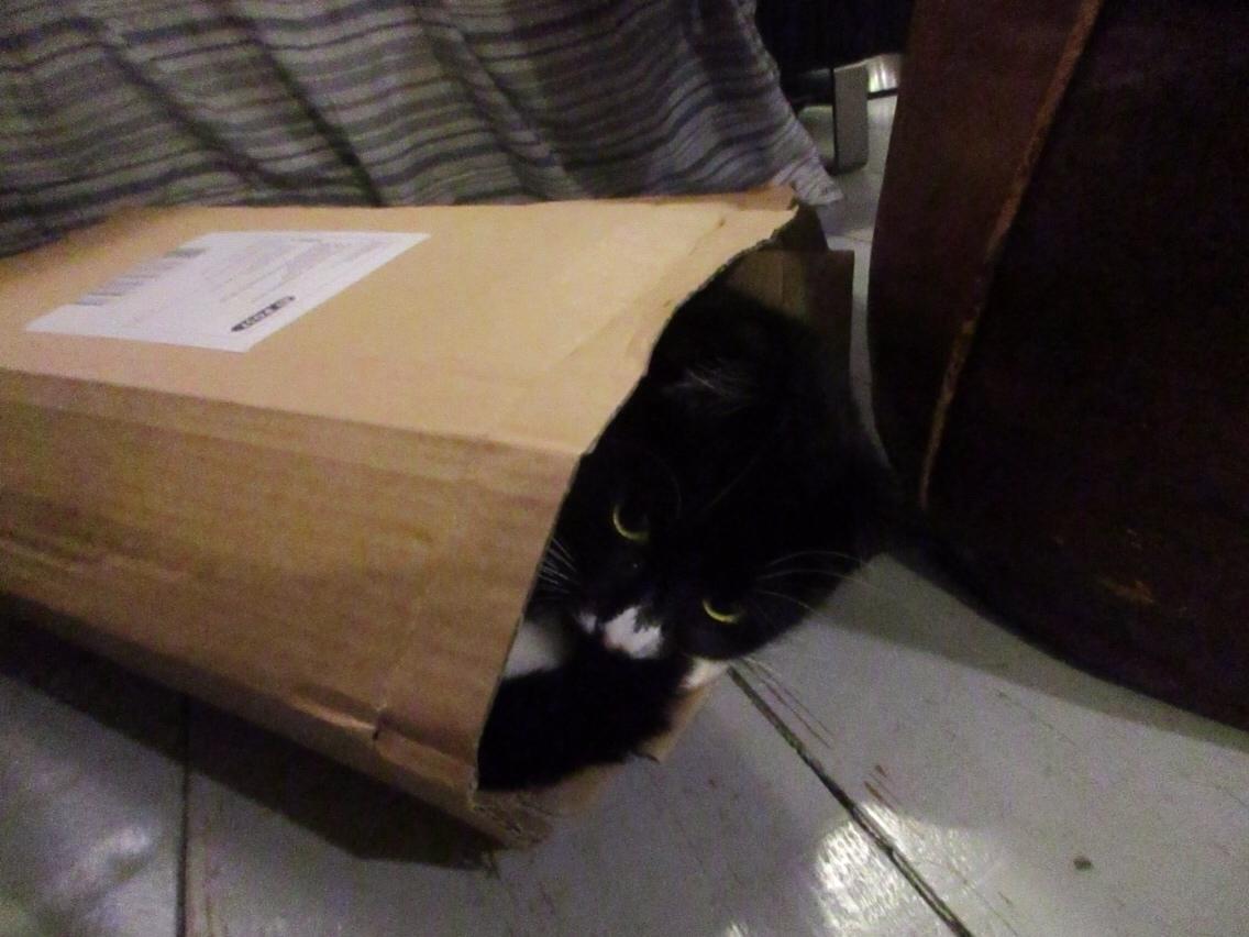 Huskat Molly billede 26