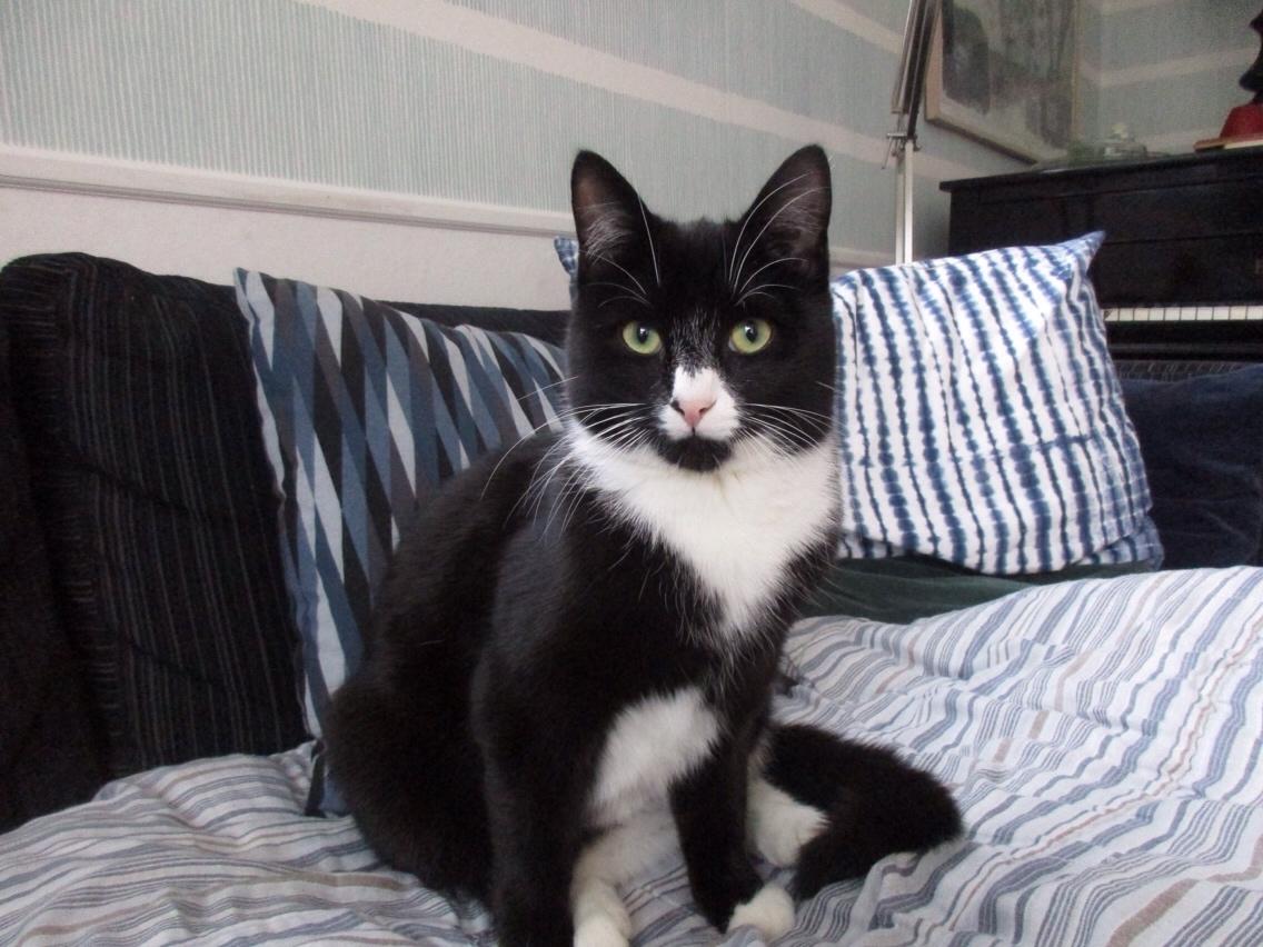 Huskat Molly billede 27