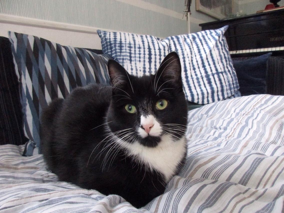 Huskat Molly billede 28