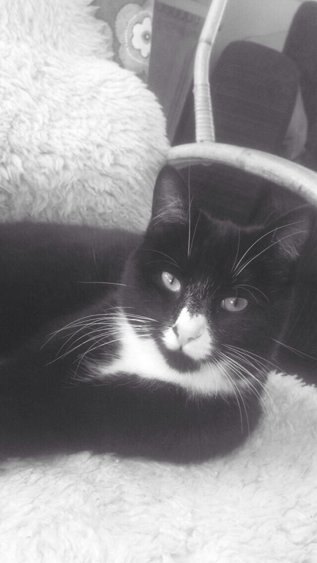 Huskat Molly billede 29