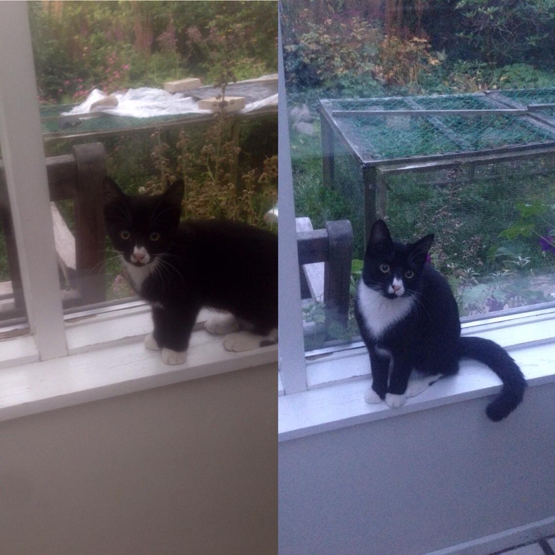 Huskat Molly - Fra 3 måneder - 8 måneder billede 30