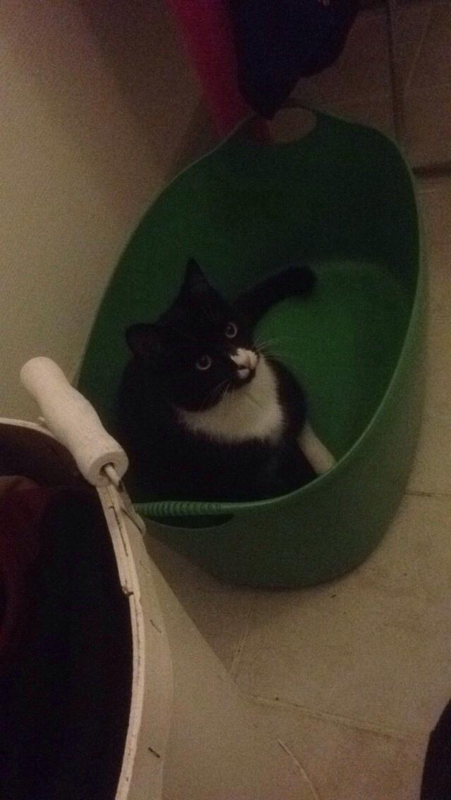 Huskat Molly billede 32