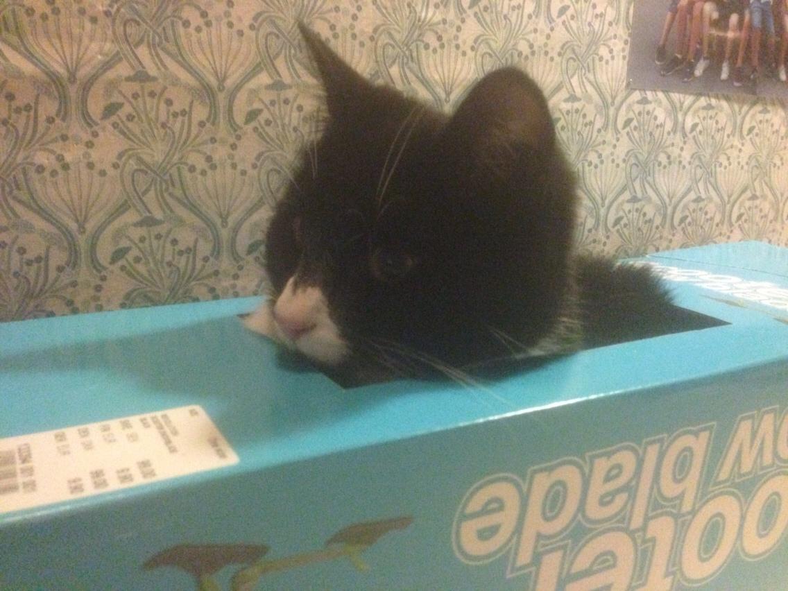 Huskat Molly billede 31