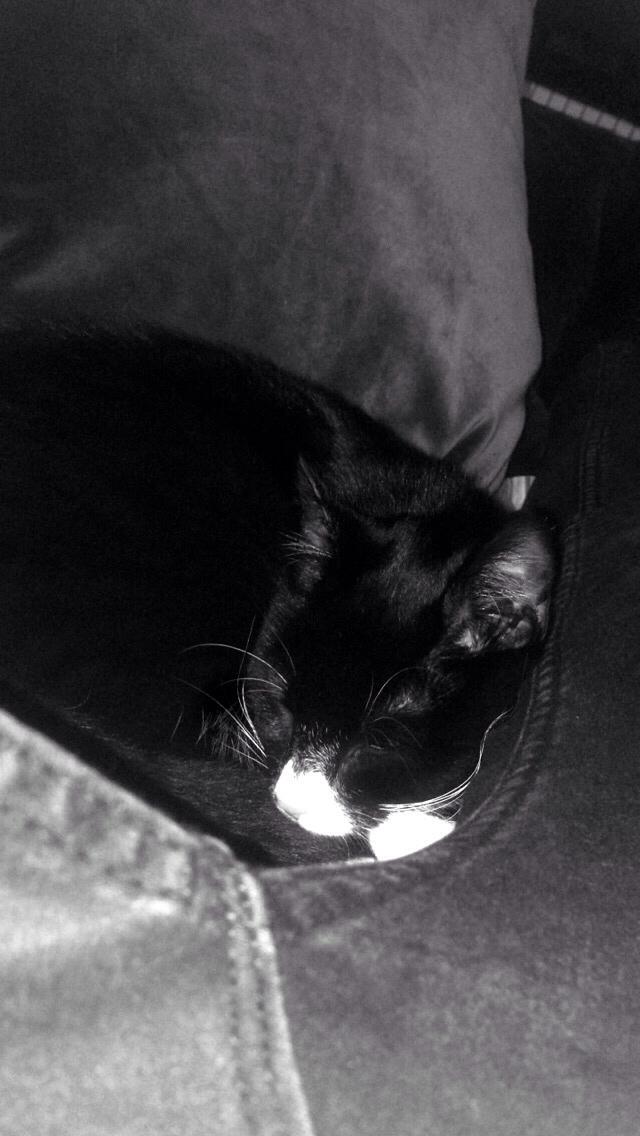 Huskat Molly billede 33