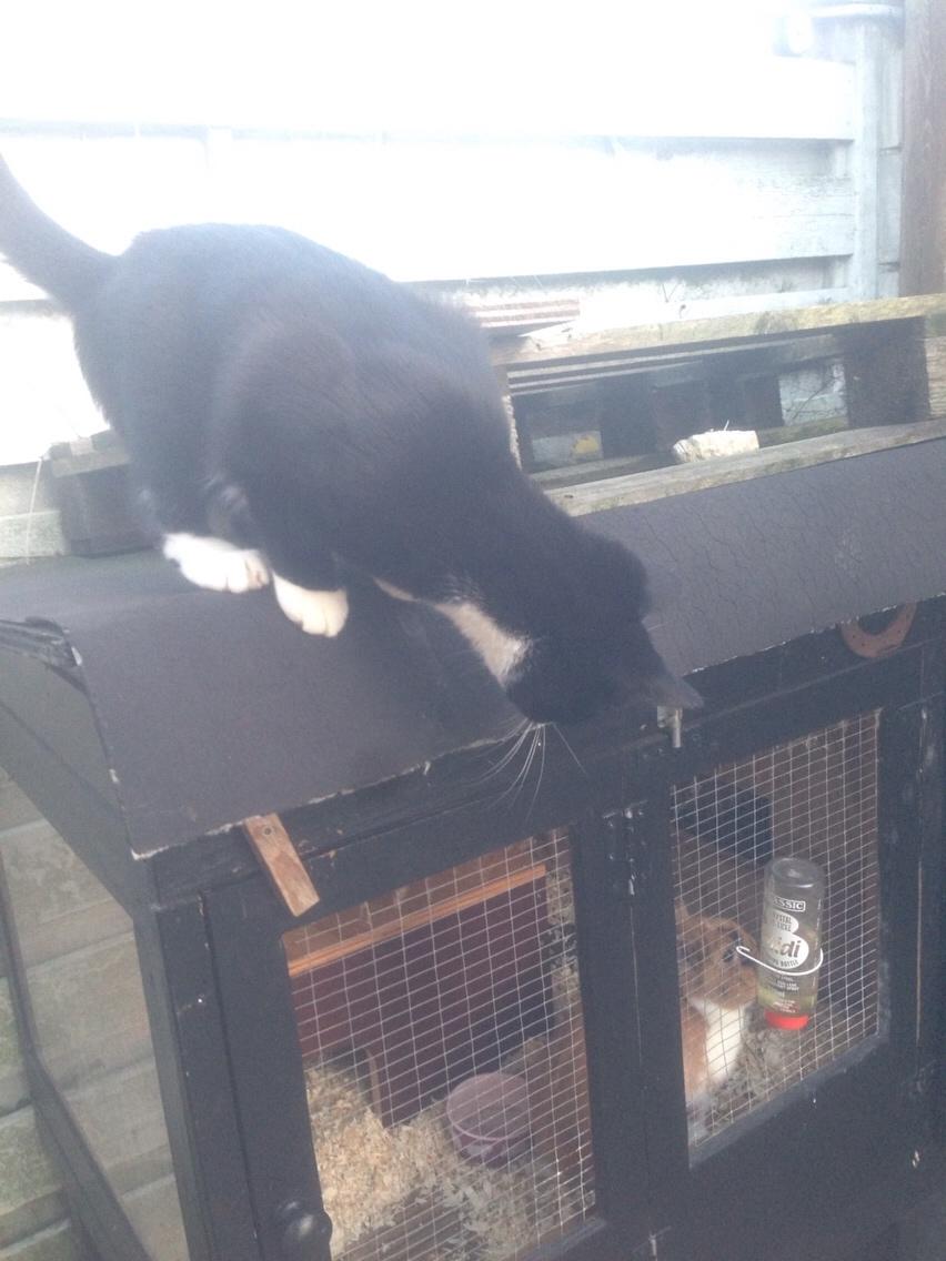 Huskat Molly - Molly og min kanin Bailey er blevet rigtig gode venner billede 34