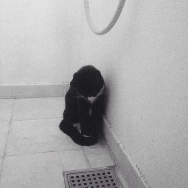 Huskat Molly billede 35