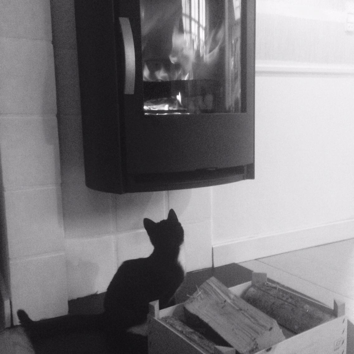 Huskat Molly billede 36