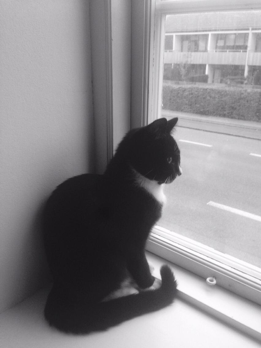 Huskat Molly billede 37