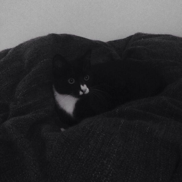 Huskat Molly billede 38