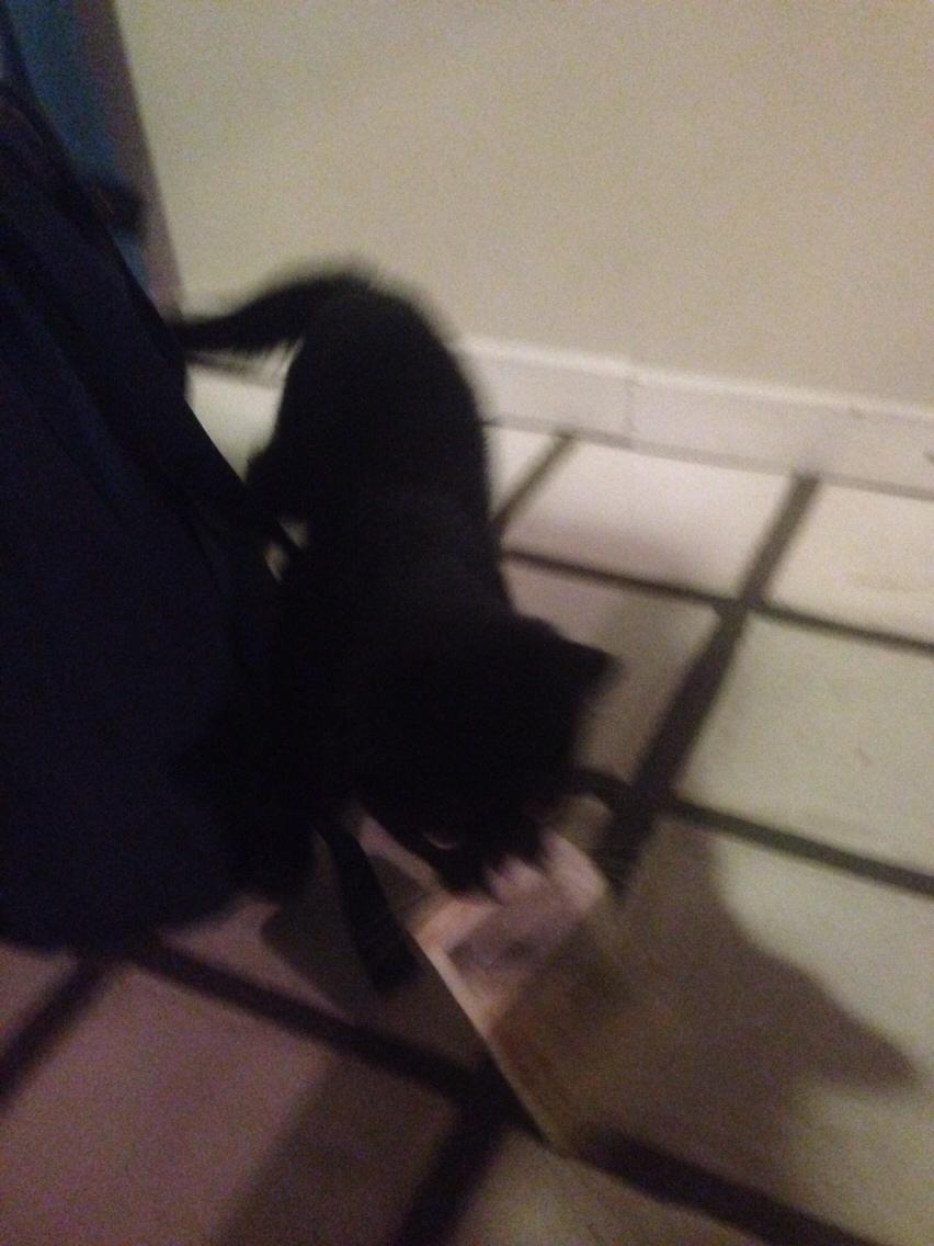 Huskat Molly - Molly er begyndt at tage min penge😅🐱 billede 39