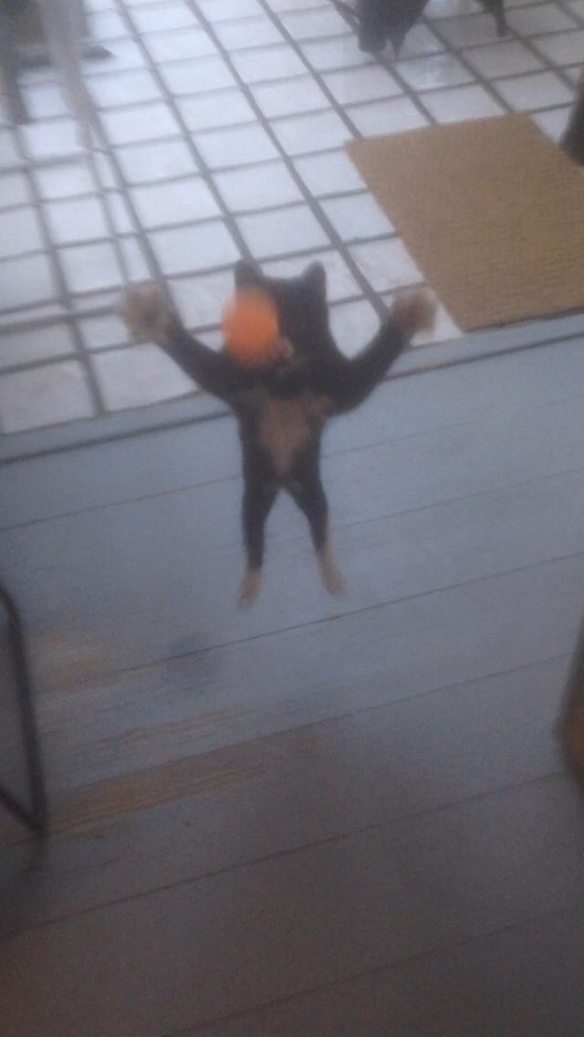 Huskat Molly billede 41