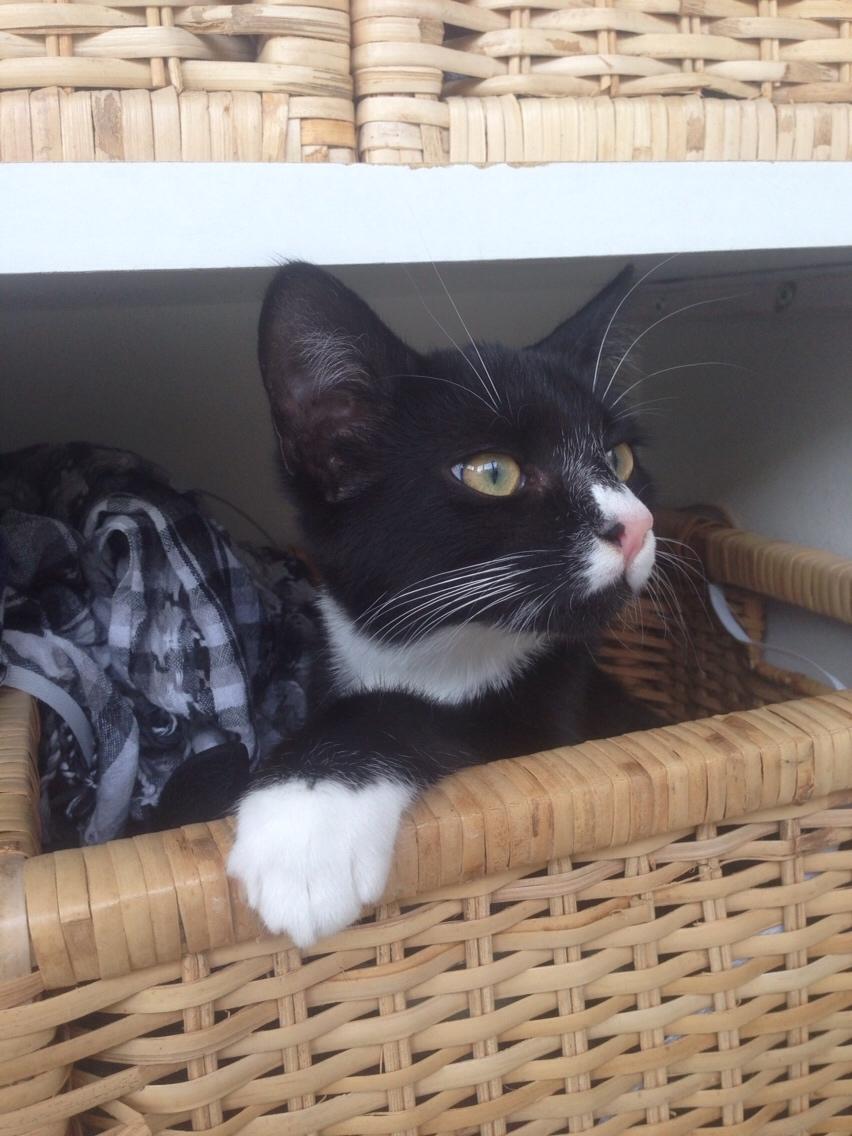 Huskat Molly billede 40