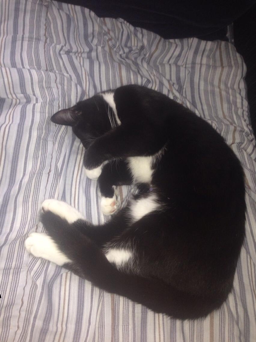 Huskat Molly billede 42