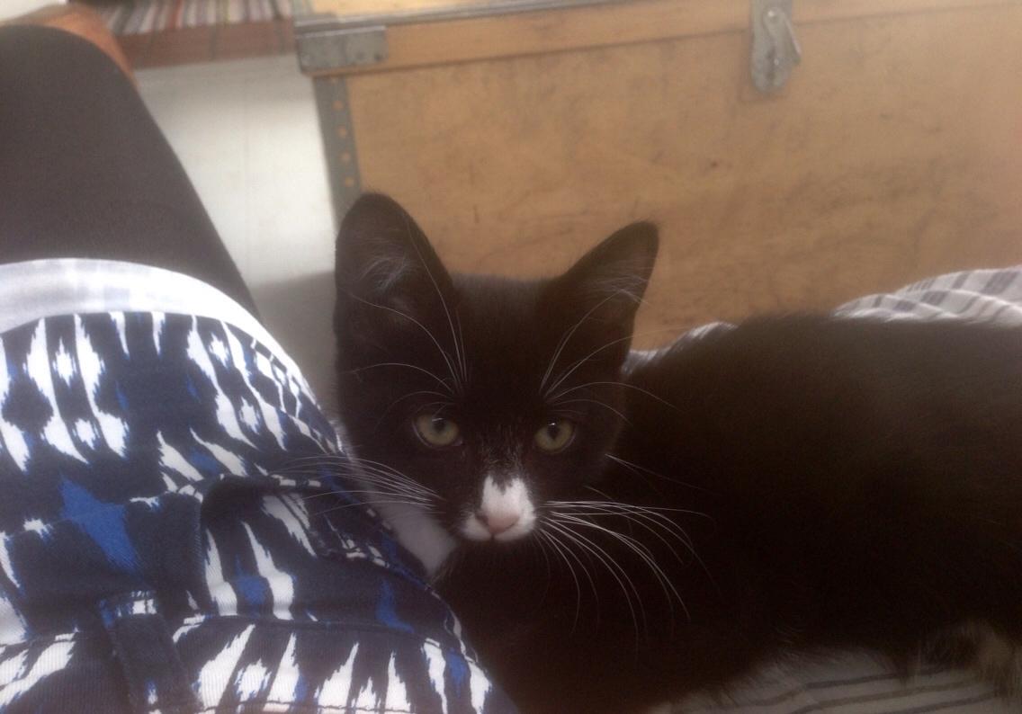 Huskat Molly billede 44