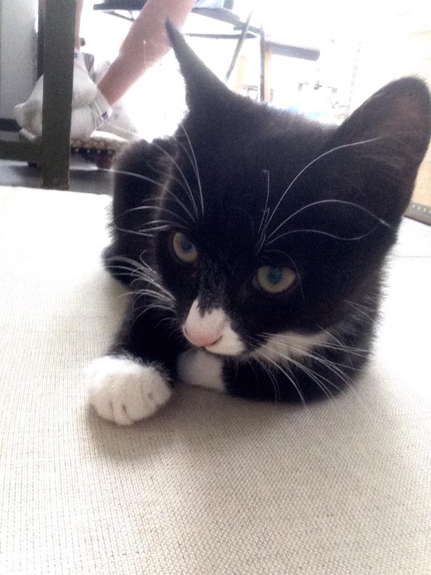 Huskat Molly billede 43