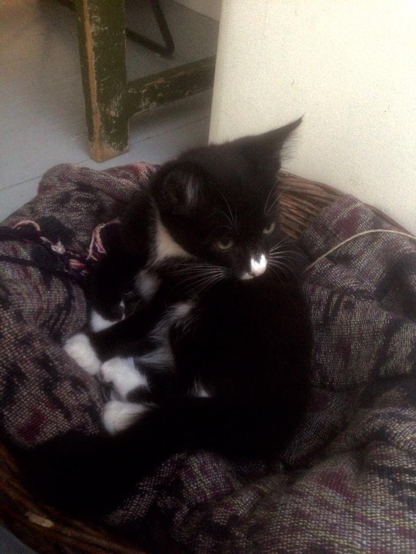 Huskat Molly billede 45