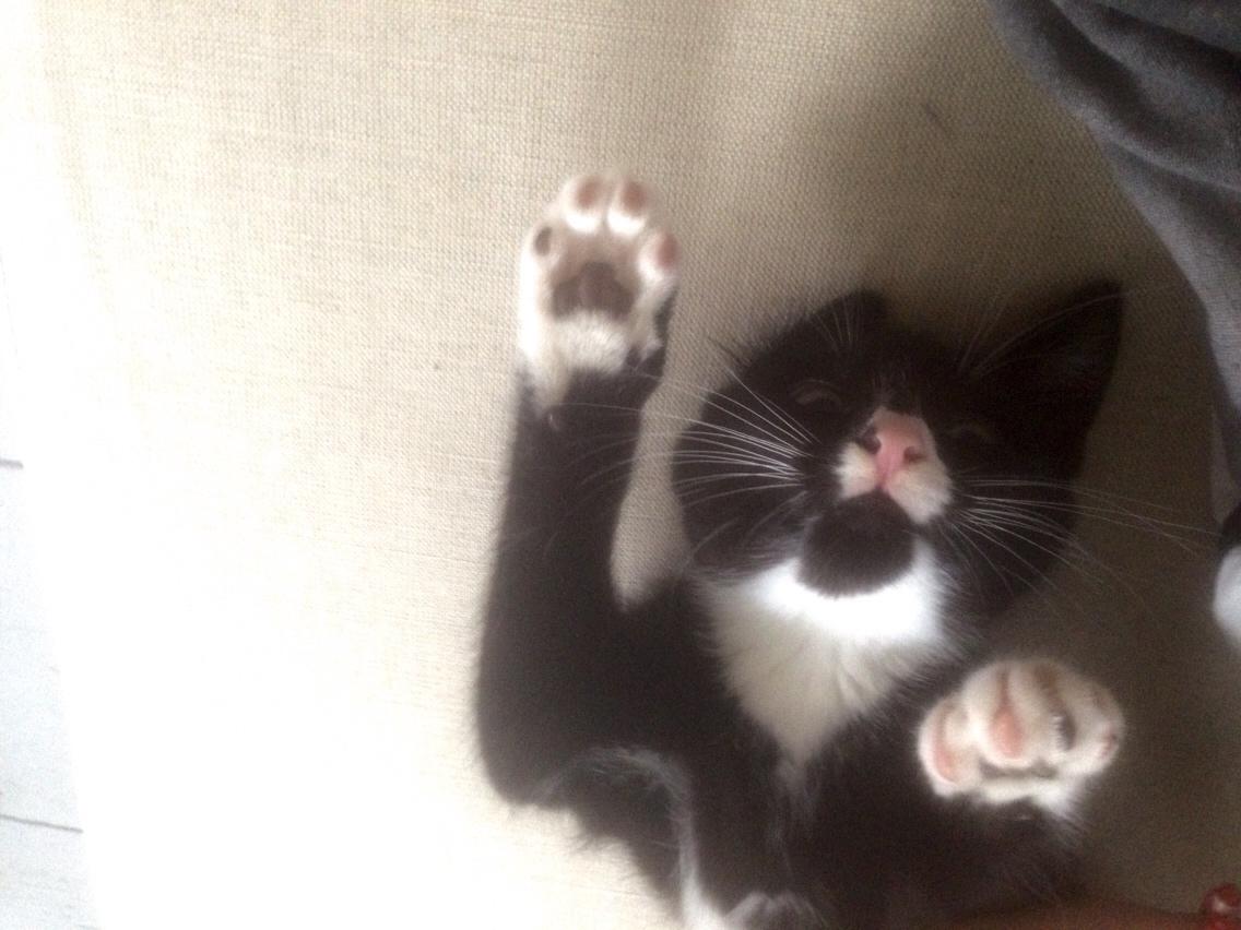 Huskat Molly billede 46