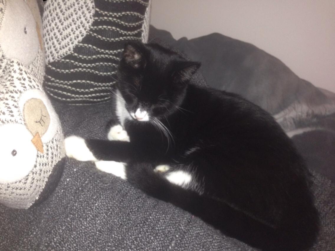 Huskat Molly billede 47