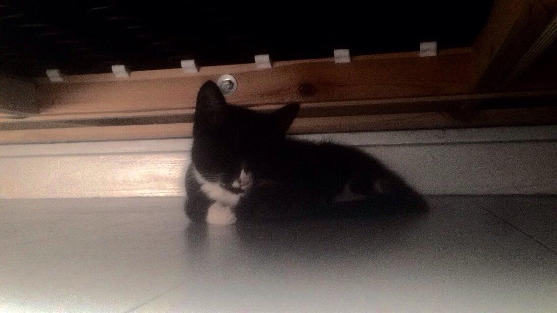 Huskat Molly billede 49