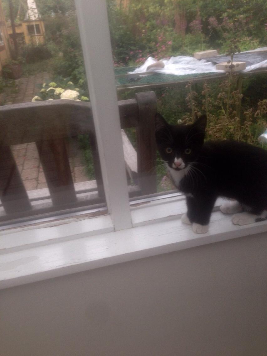 Huskat Molly billede 48