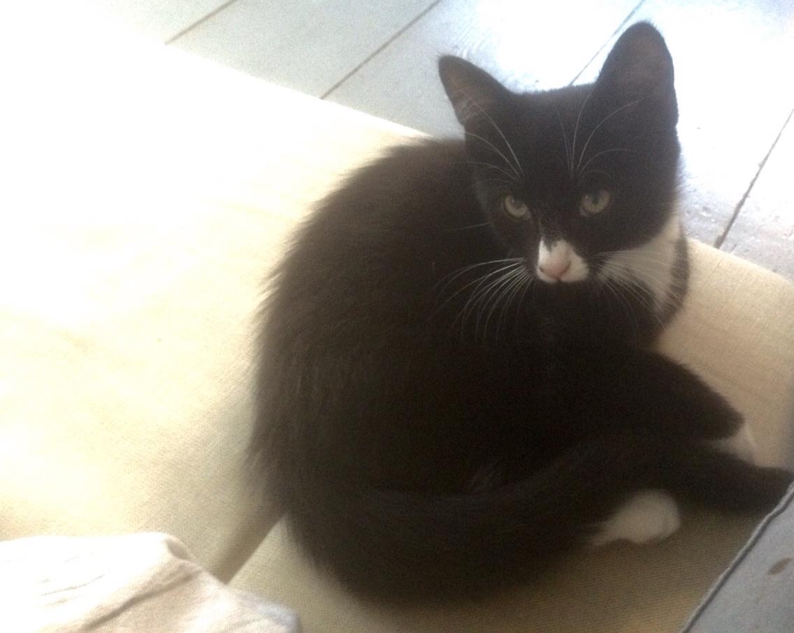 Huskat Molly billede 50