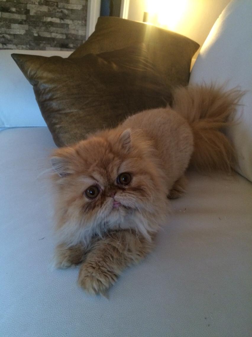 Perser Buddha No. 1 billede 16