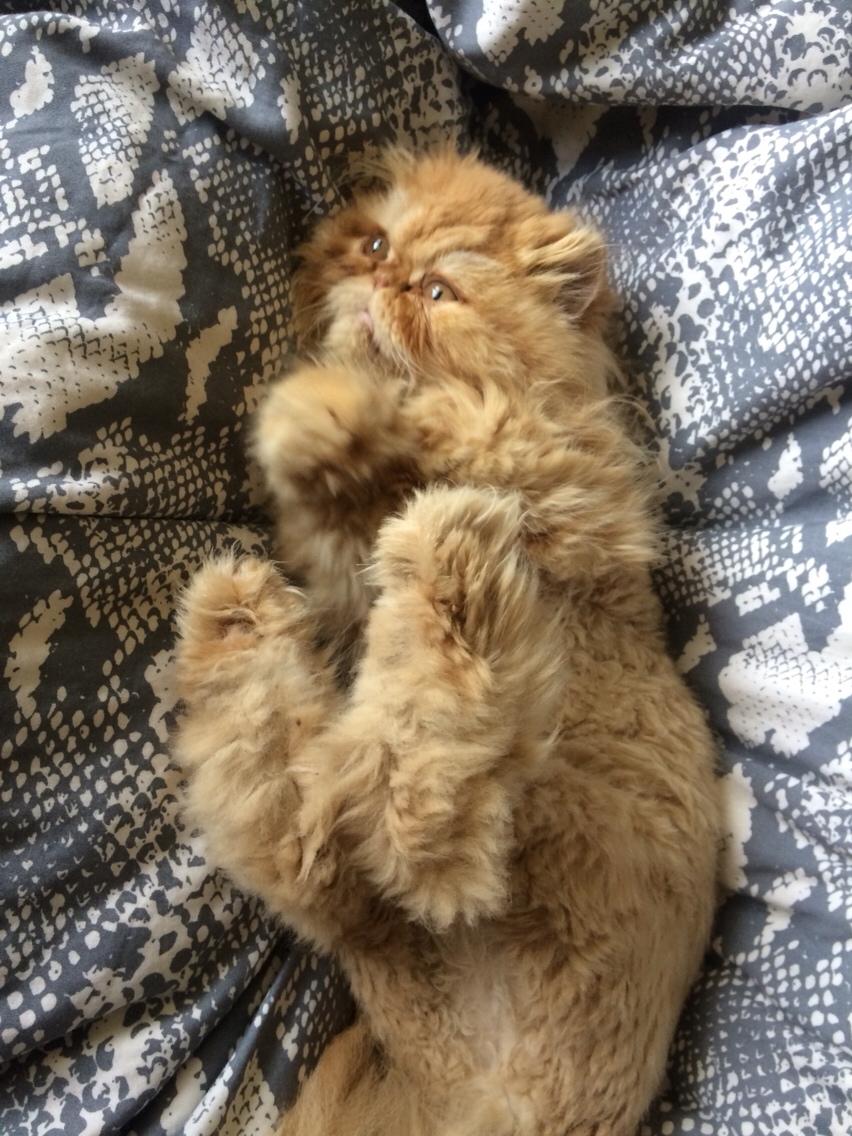 Perser Buddha No. 1 billede 15