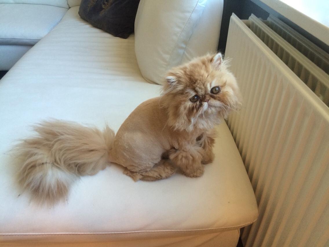 Perser Buddha No. 1 billede 17