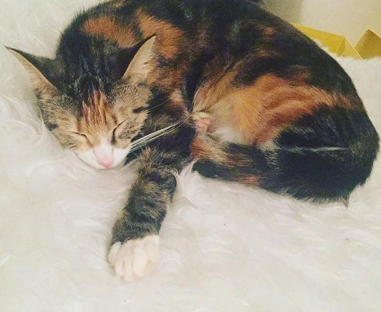 Blanding af racer Bellus billede 1